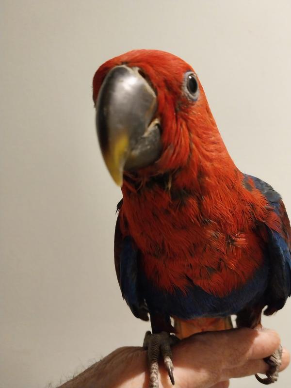 Hand reared Eclectus hen