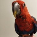 Hand reared Eclectus hen