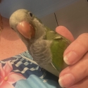 Hand Reared Green Male Quaker 11 Weeks Old