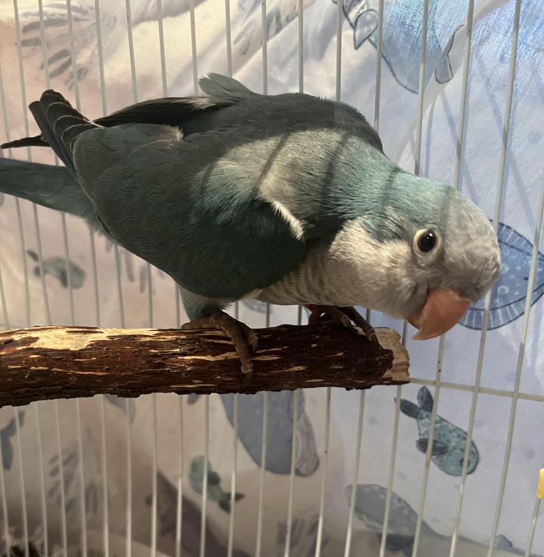 Breeding Quakers,5 Months Old.Both DNA