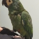 Hand reared Illiger Macaw