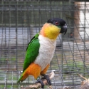 Black-capped Caiques breeders