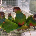Blue-throated Conures breeders