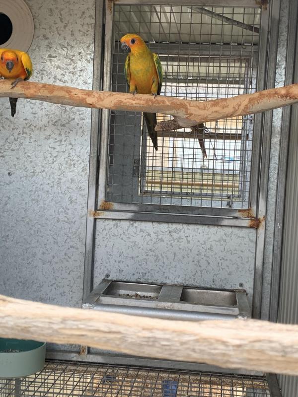 Sun conure