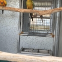 Sun conure