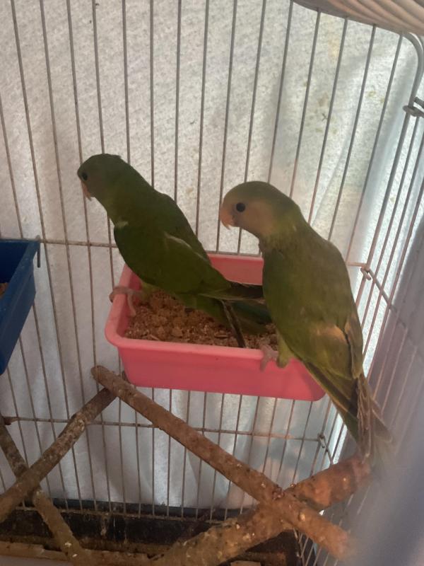 Plum heads (3 months old)