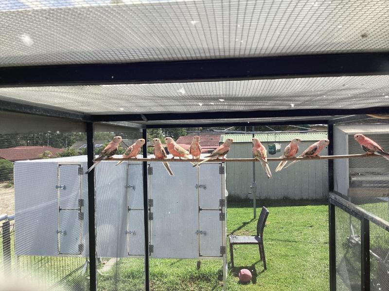 Bourkes parrots red eye pale fallow