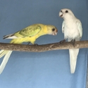 TWENTY EIGHT PARROT MUTATIONS