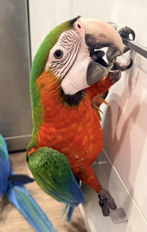 BRIGHT CATALINA MACAW -TAME & HAND RAISED