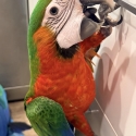 BRIGHT CATALINA MACAW -TAME & HAND RAISED