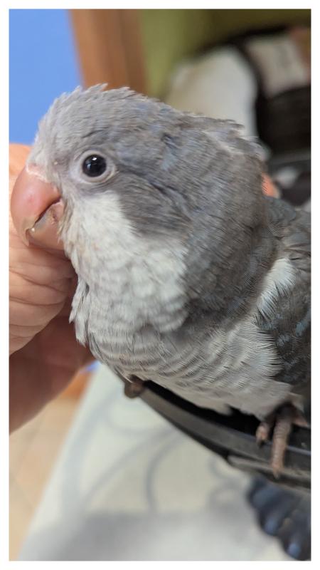 Cobalt Split Albino Male Quakers Hand Raised Babies