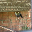 Pale head rosellas