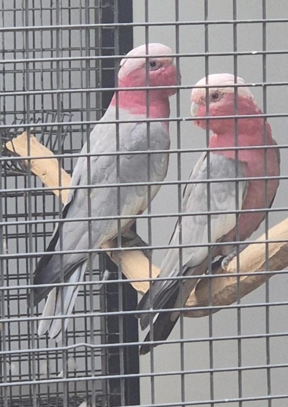 Galah pair