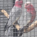 Galah pair