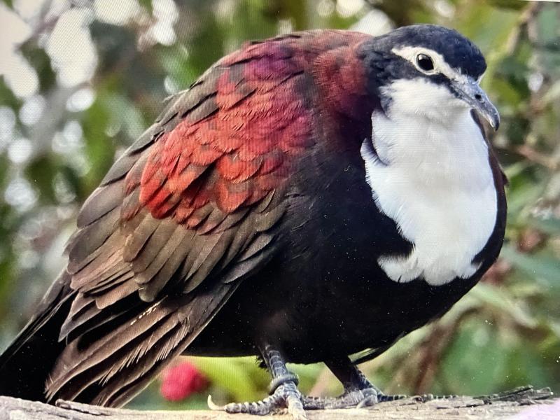 New Guinea white breasted ground doves, DNAd