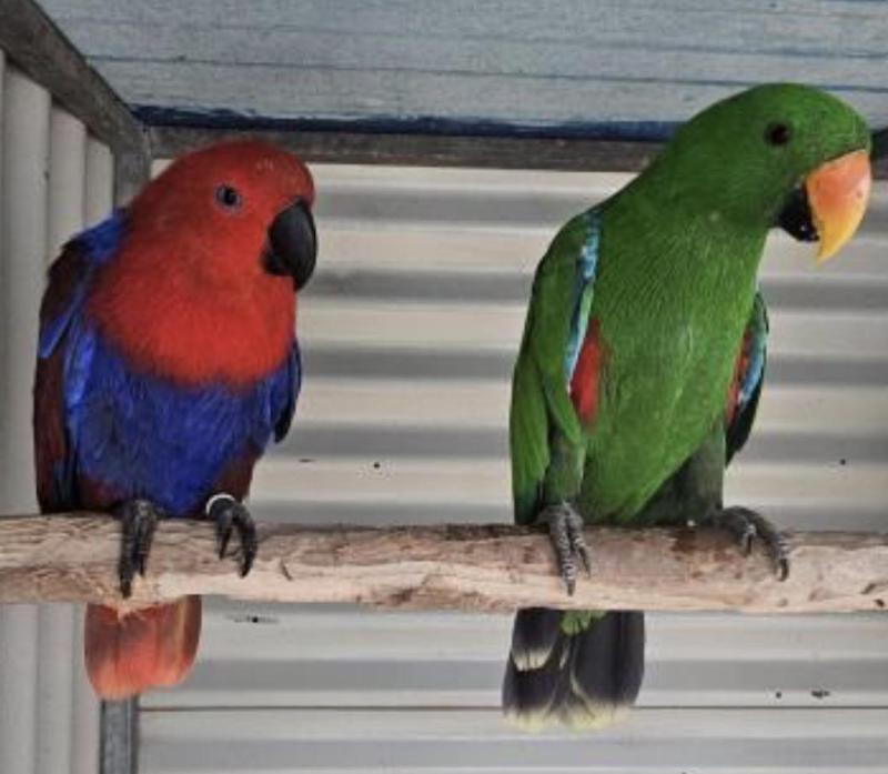 Eclectus Breeding pairs
