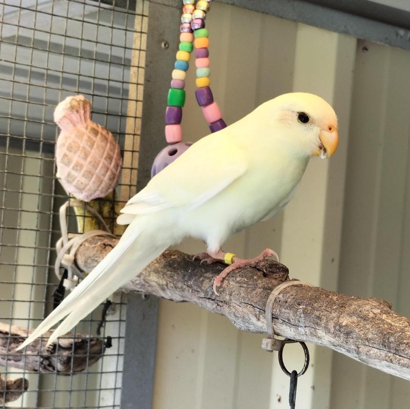 Kakariki Female WANTED