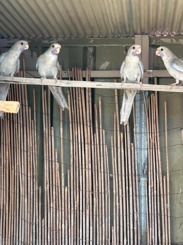 Crimson Rosella Mutations