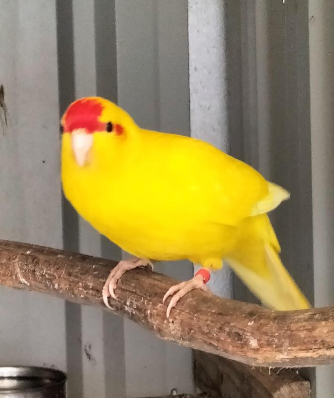 Kakariki's - Young Females