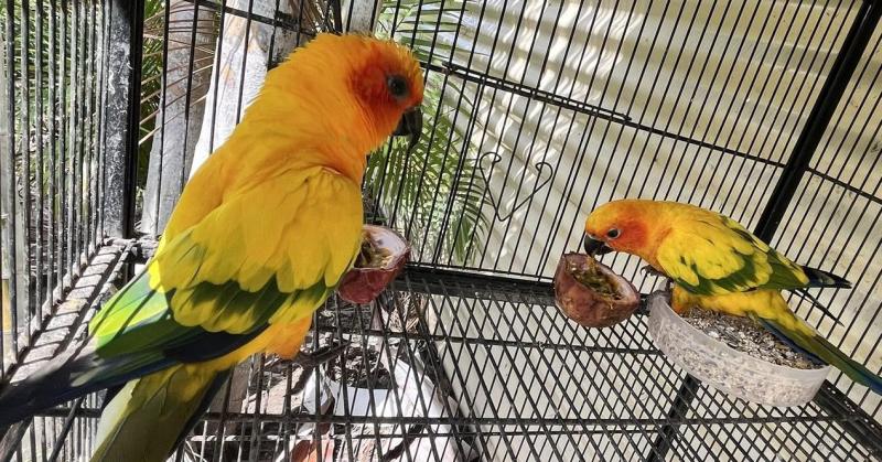 Proven Breeding pair Sun Conures. DNA sexed