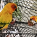 Proven Breeding pair Sun Conures. DNA sexed
