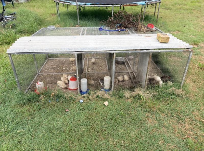 22 breeding Japanese quail and aviary