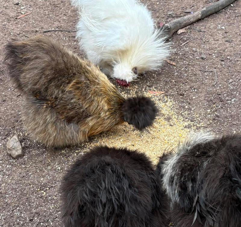 Silkies, Pekins and Frizzles