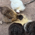 Silkies, Pekins and Frizzles