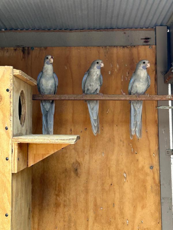 Crimson Rosella Mutations