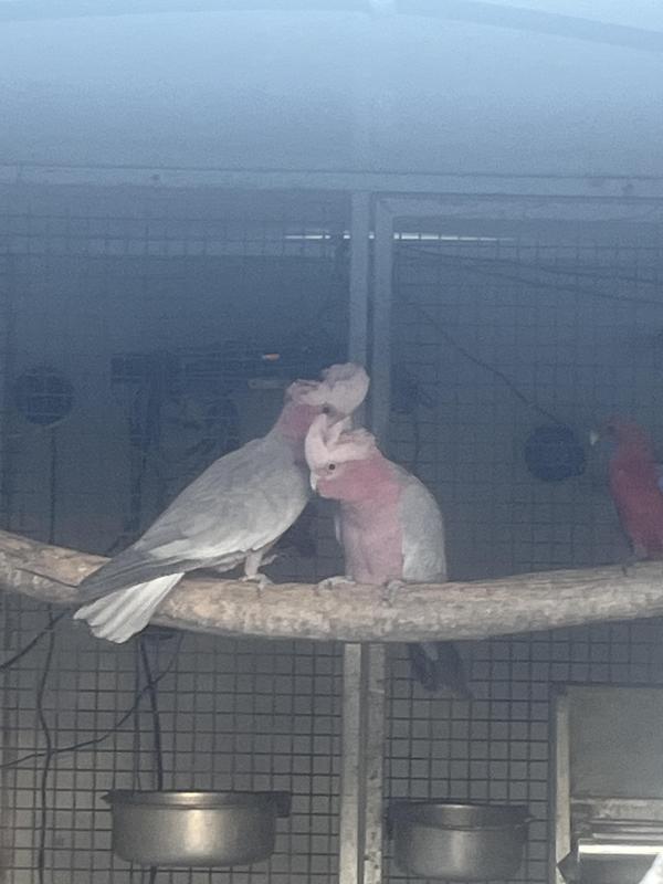 Khuli galahs
