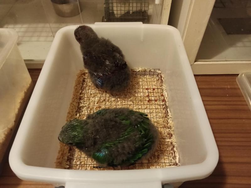 Eclectus chicks