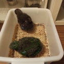 Eclectus chicks