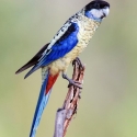 Northern rosella cock wanted