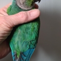 Handraised Turqouise gk Conure plus cage on stand