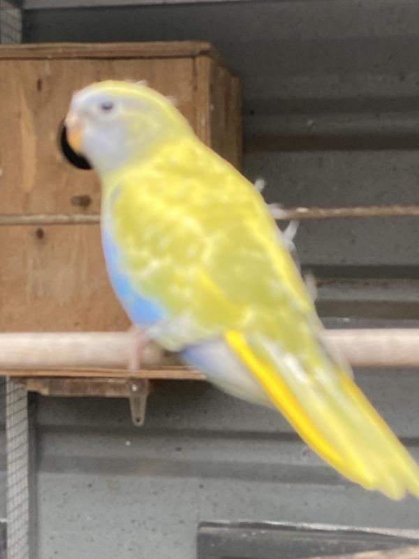 EOI Scarlet chested mutations