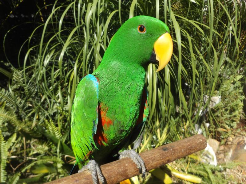 WANTED VOESMREAI ECLECTUS MALE