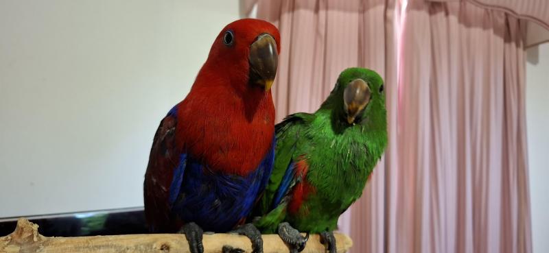 Eclectus hand raised
