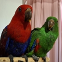Eclectus hand raised