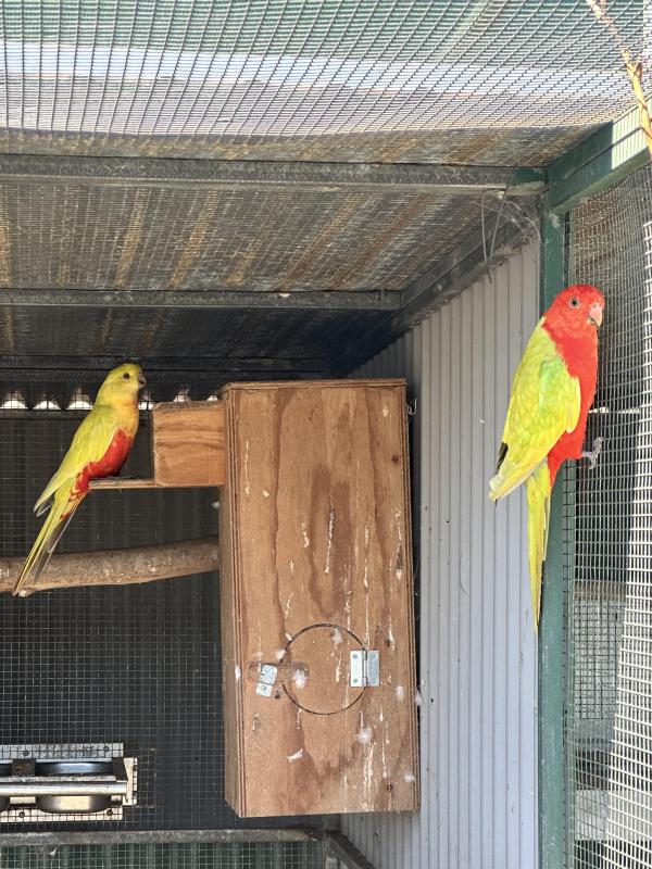 Dilute King Parrots - Unrelated pair