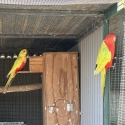 Dilute King Parrots - Unrelated pair
