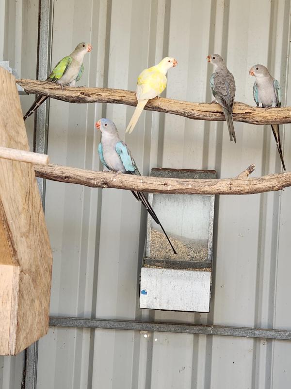 Princess Parrots, Cremino, Par Blue