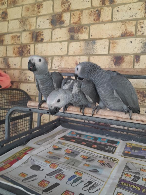 White Bellied Caiques, African Greys & Jendays