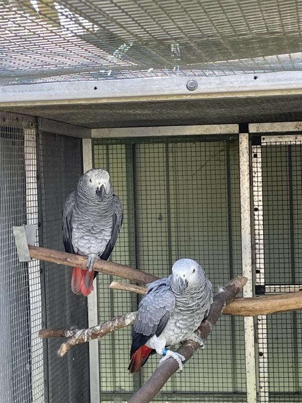 African Grey Pairs