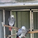 African Grey Pairs