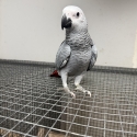 African Grey