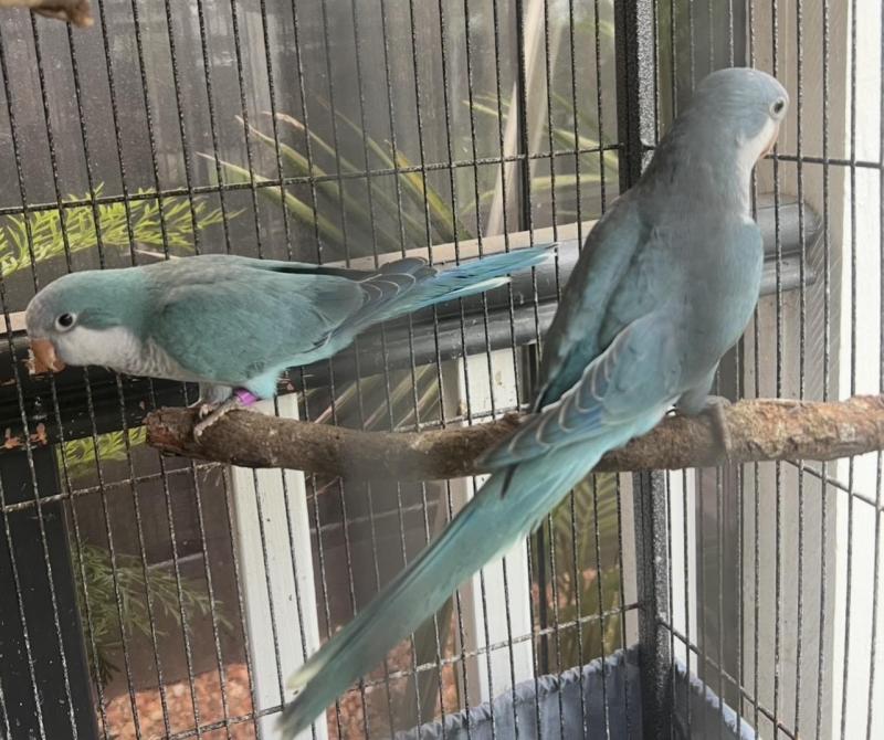 Blue Quaker Breeding Pair.Last Years 2025