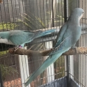Blue Quaker Breeding Pair.Last Years 2025