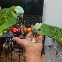Blue fronted Amazon's hand raised
