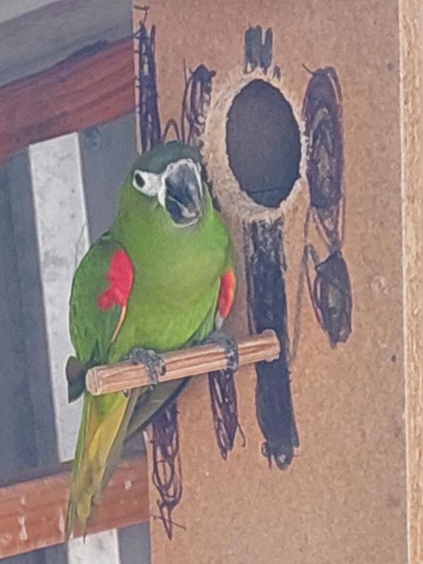 Hahns macaw breeding pair.(& a hen bird).2kthe lot
