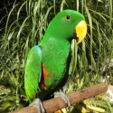 WANTED VOSMAERI ECLECTUS MALE